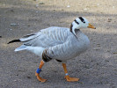 Bar-Headed Goose (WWT October Slimbridge 2011) - pic by Nigel Key
